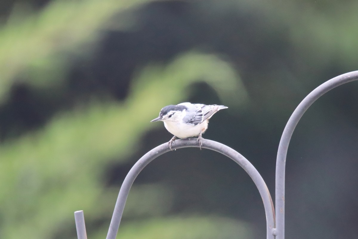 Sittelle à poitrine blanche - ML647573354
