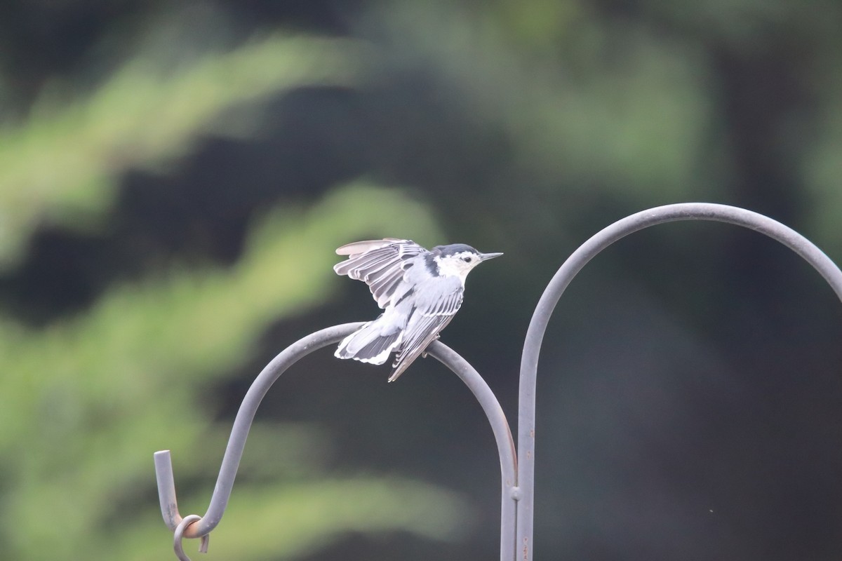 Sittelle à poitrine blanche - ML647573355