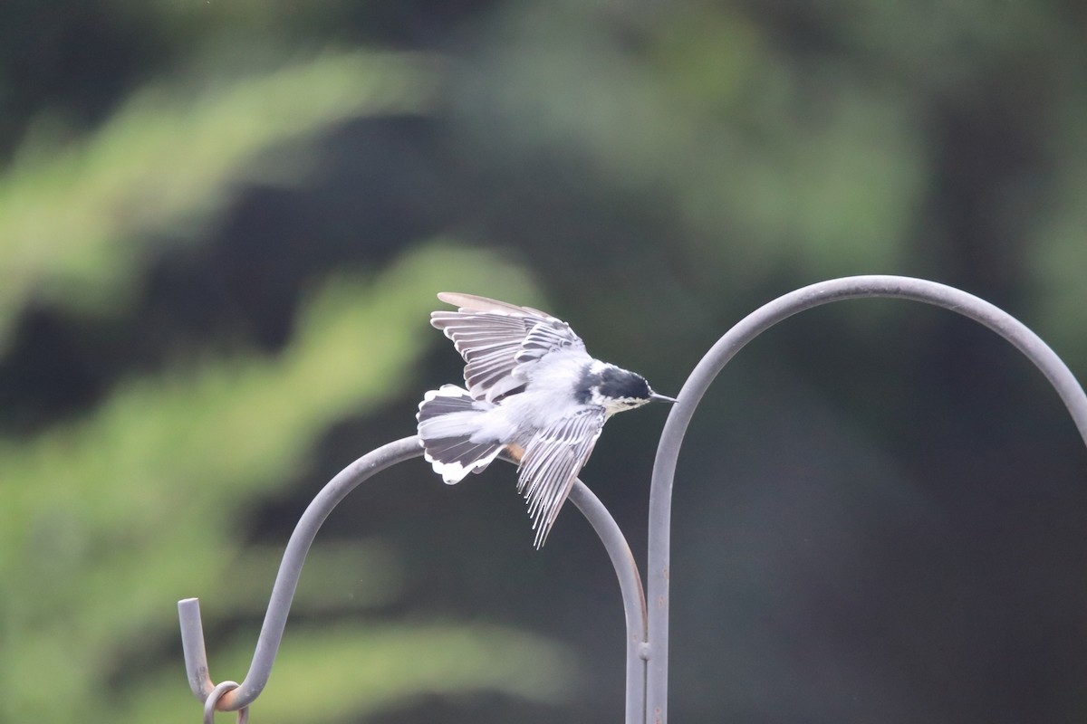 Sittelle à poitrine blanche - ML647573356