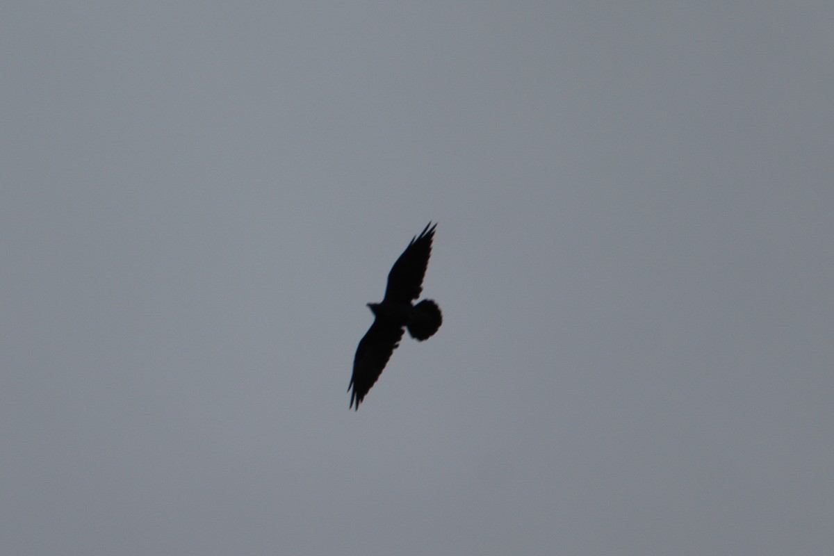 עורב שחור - ML647573402