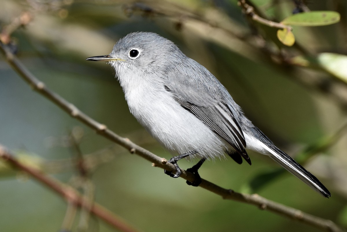 Комароловка сиза - ML647573445