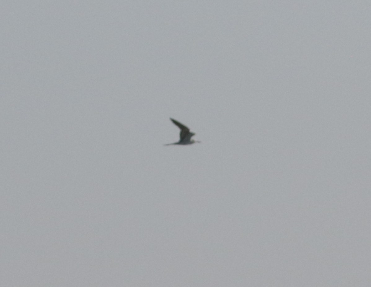 Bridled Tern - ML647573447