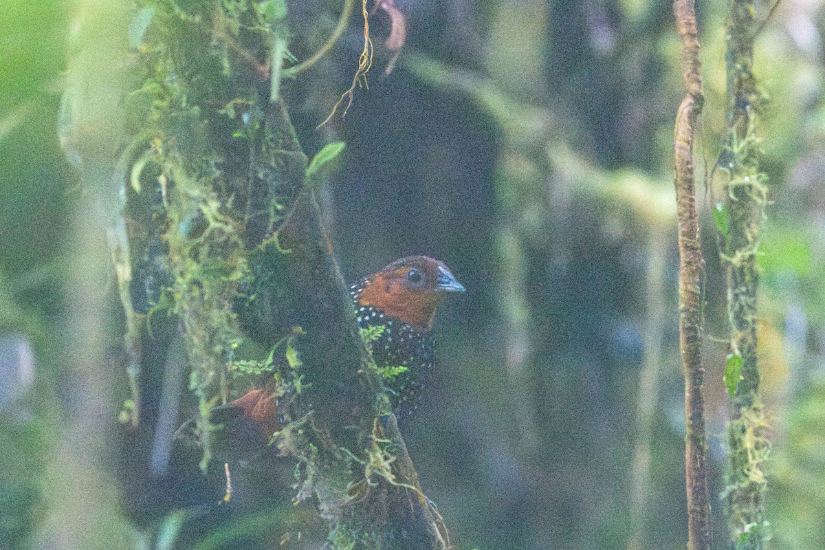 Ocellated Tapaculo - ML647573448