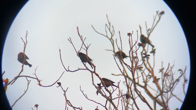 Zanate Canadiense - ML647573513