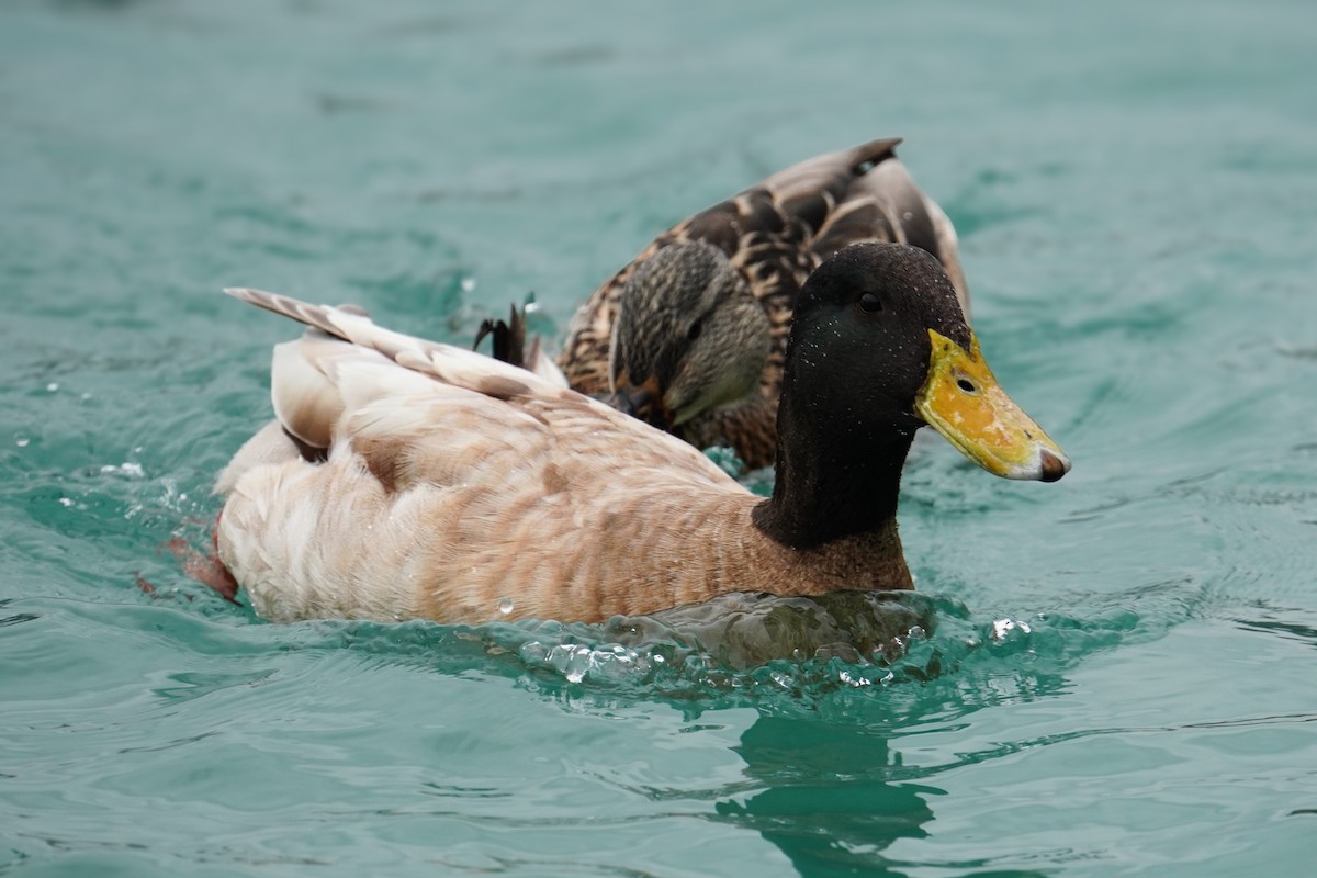 Mallard - ML647573514