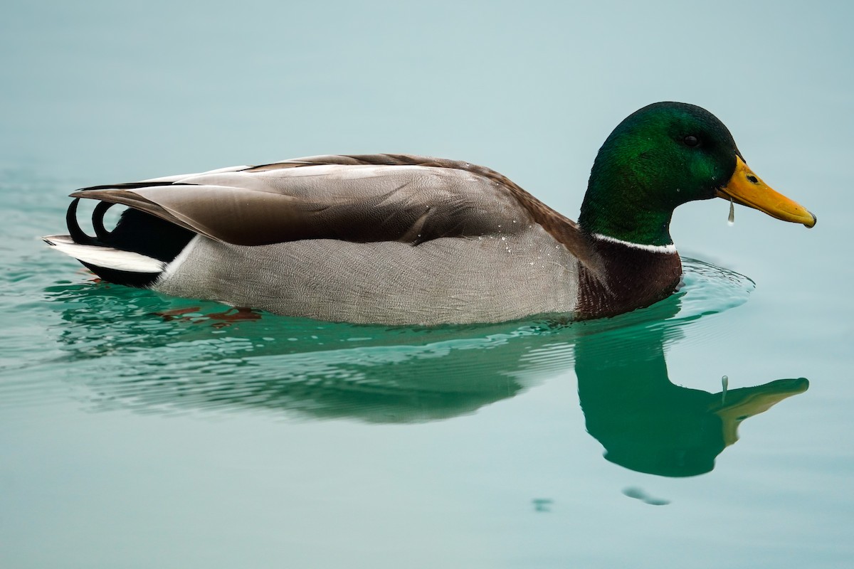 Mallard - ML647573515