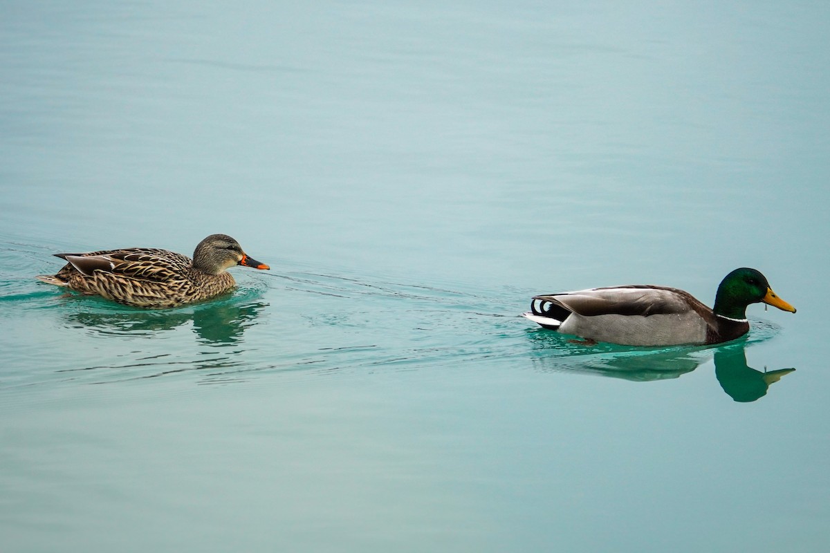 Mallard - ML647573516