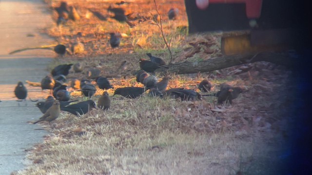 Zanate Canadiense - ML647573517