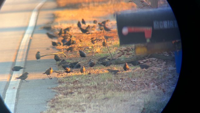 Tordo Cabecipardo - ML647573520