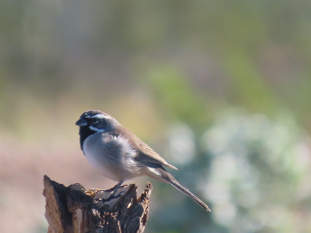 ノドグロヒメドリ - ML647573539