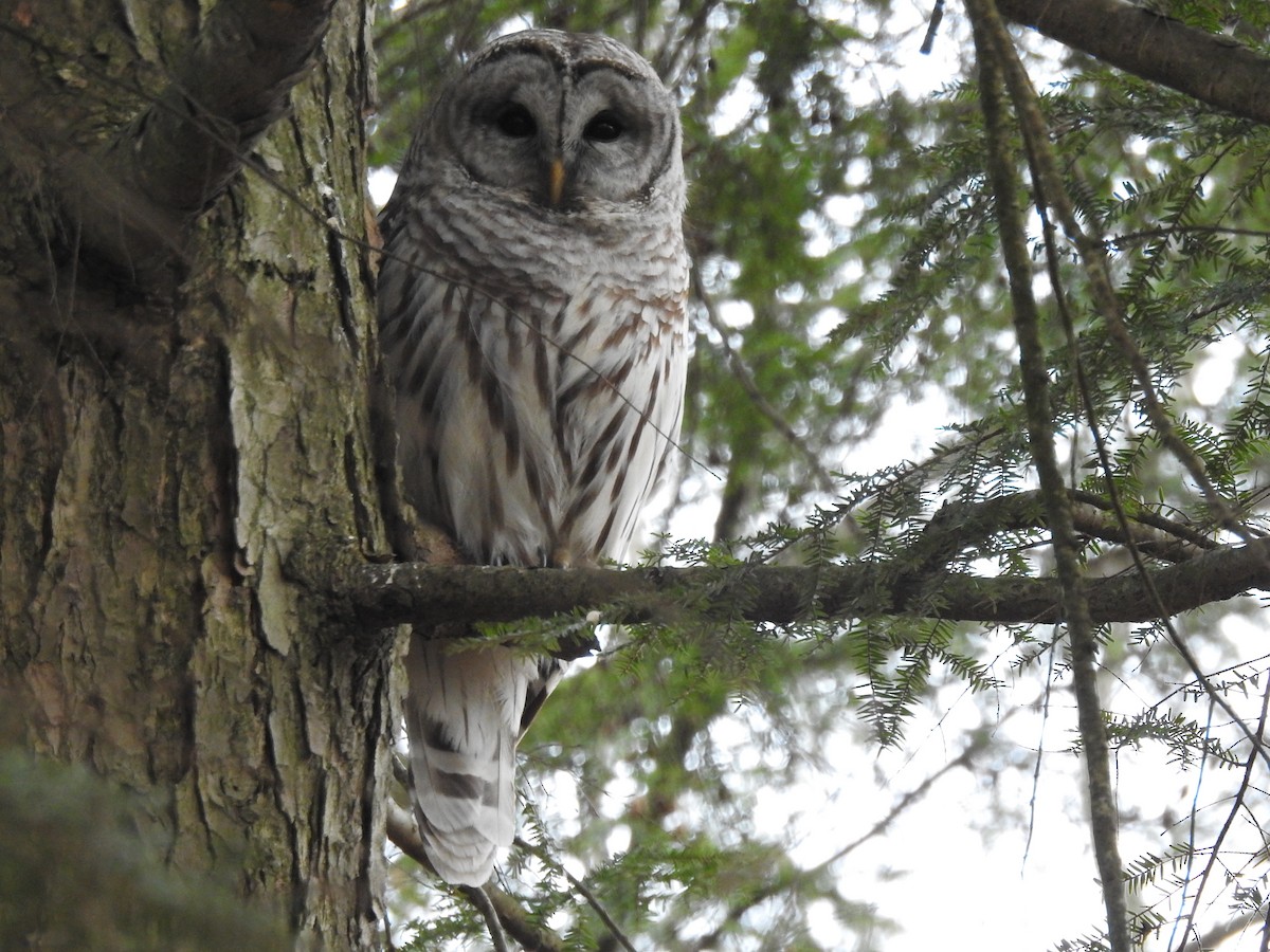 Barred Owl - ML647573552