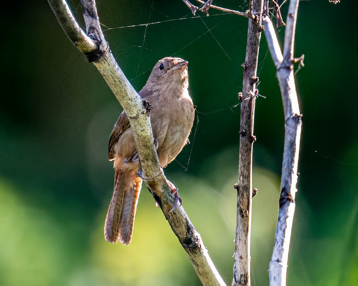 Southern House Wren - ML647573577