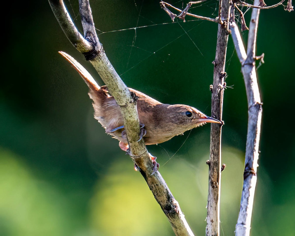 Southern House Wren - ML647573578