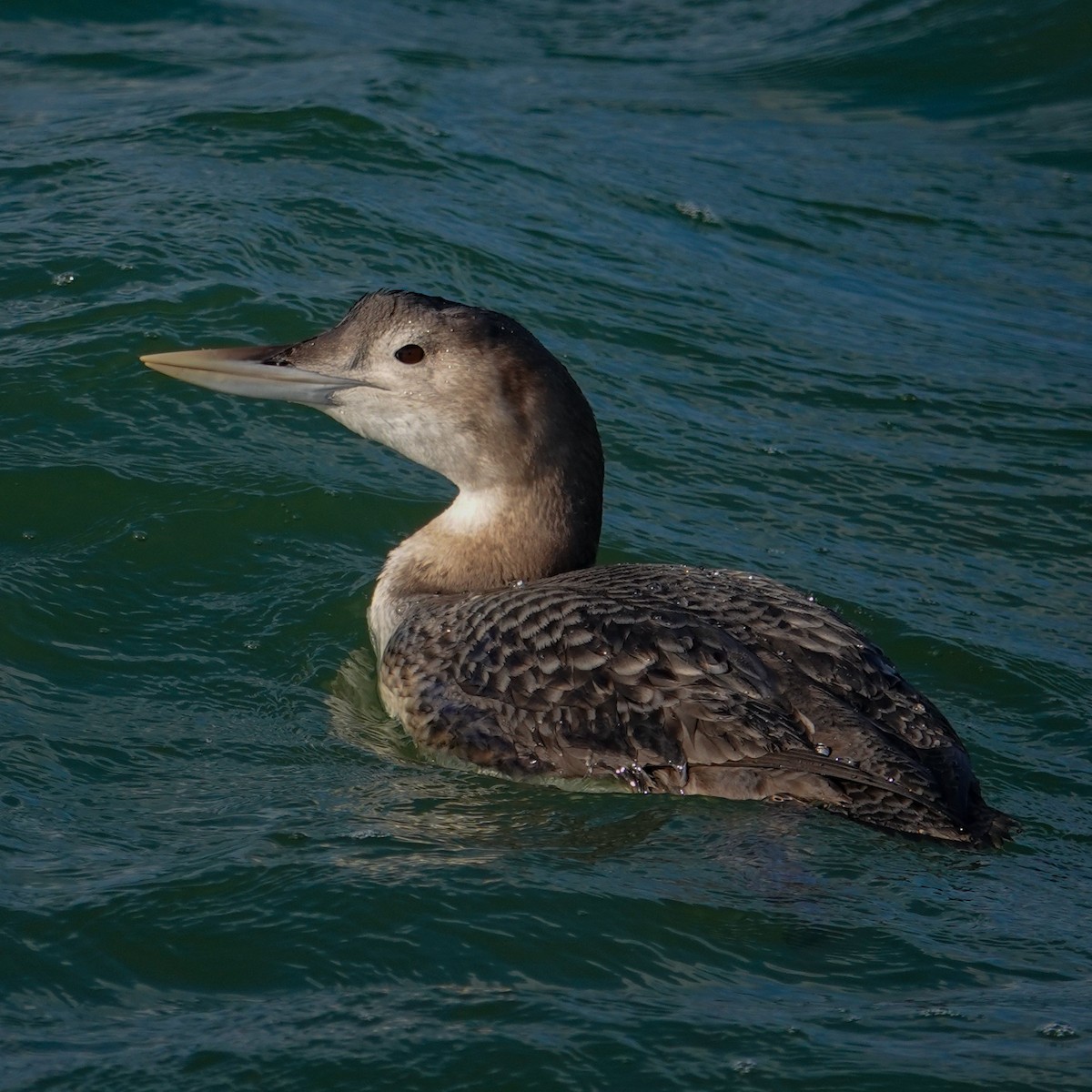 白嘴潛鳥 - ML647573581