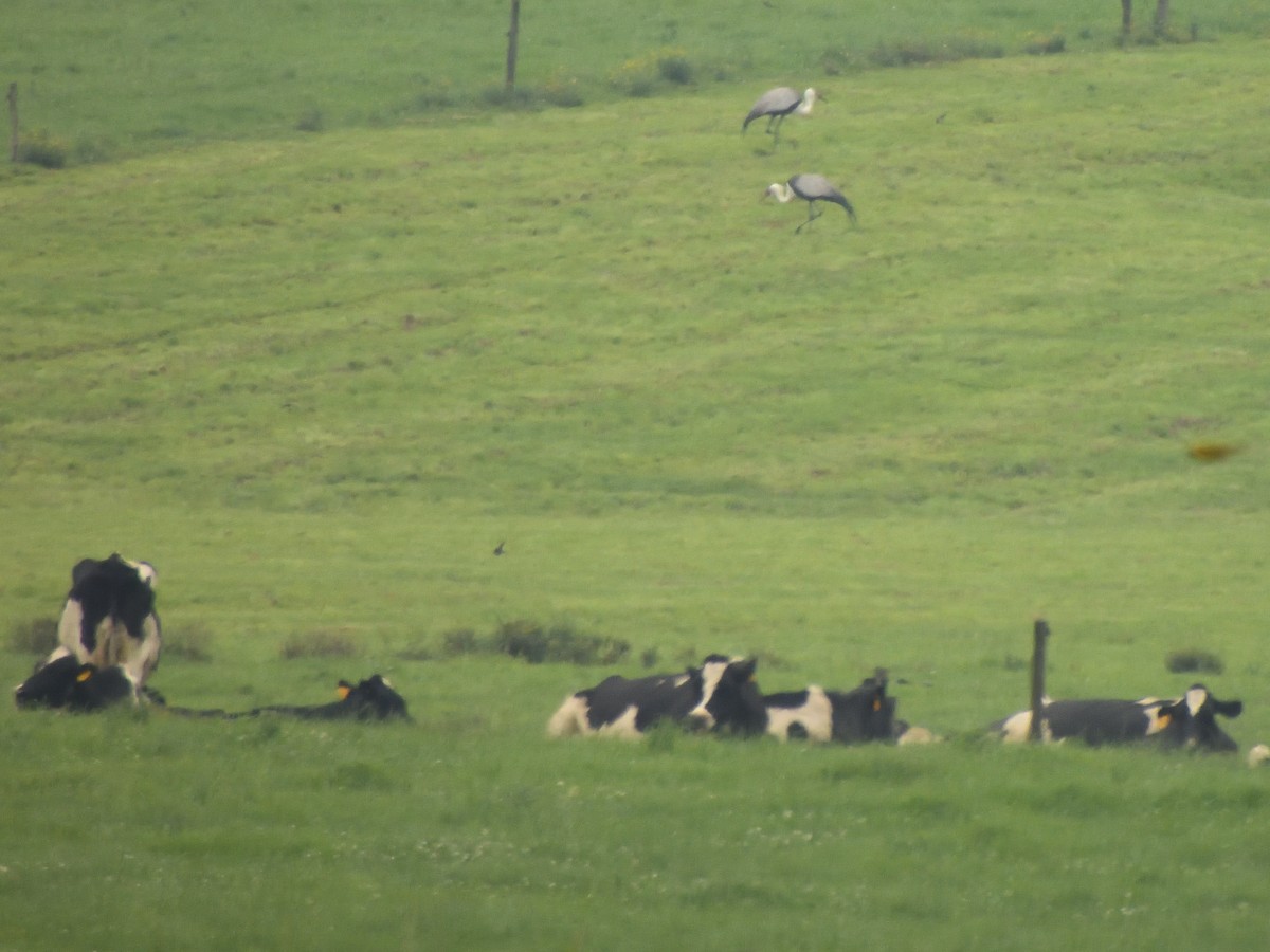 Grue caronculée - ML647573587
