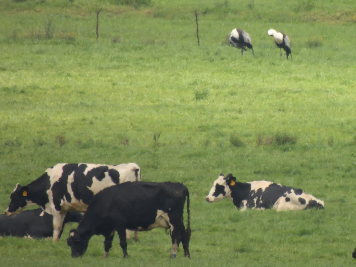 Grue caronculée - ML647573588