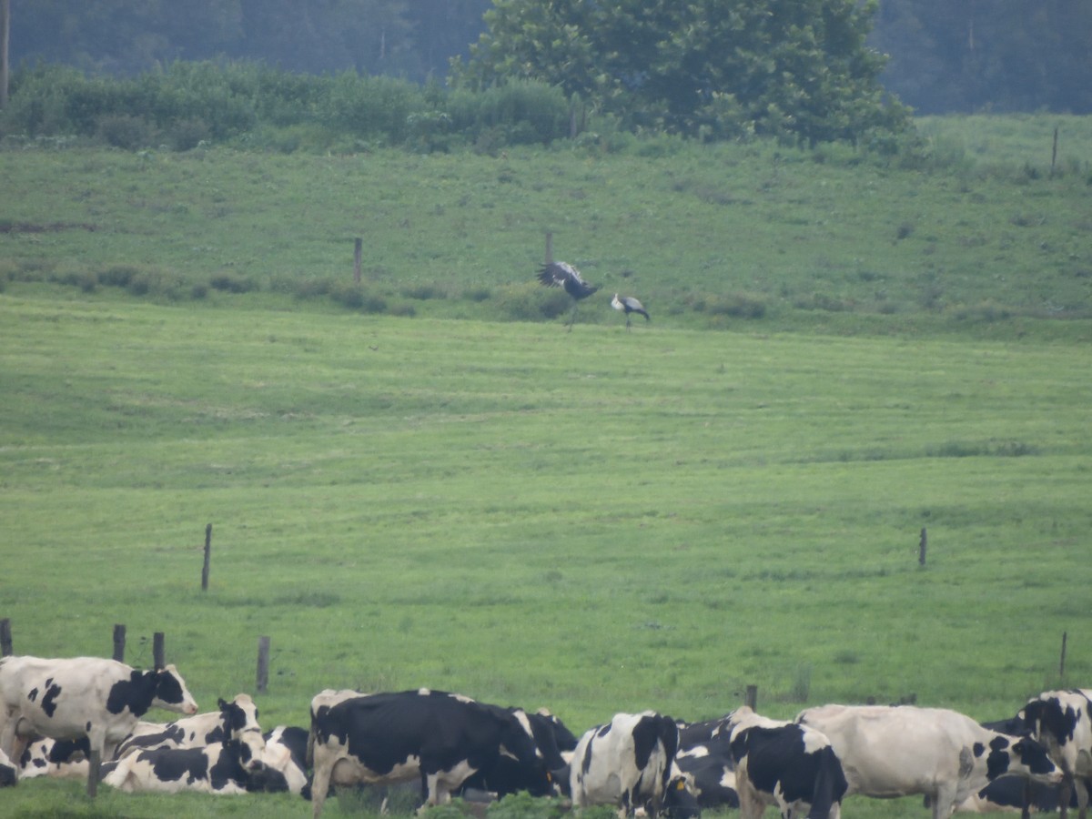 Grue caronculée - ML647573591