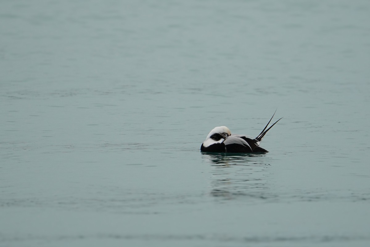 Long-tailed Duck - ML647573596
