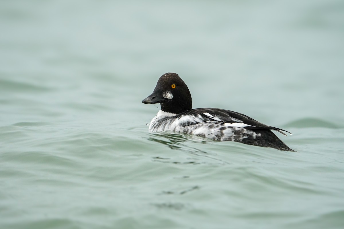 Common Goldeneye - ML647573610