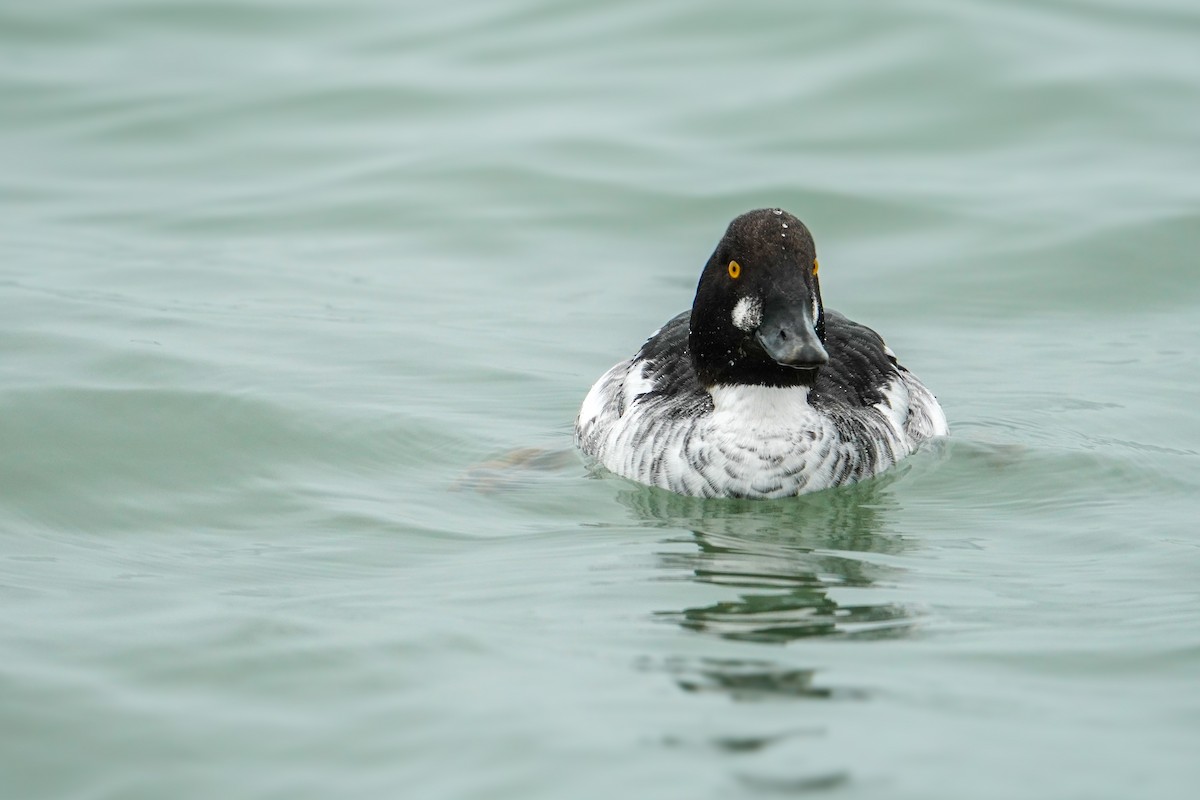 Common Goldeneye - ML647573611