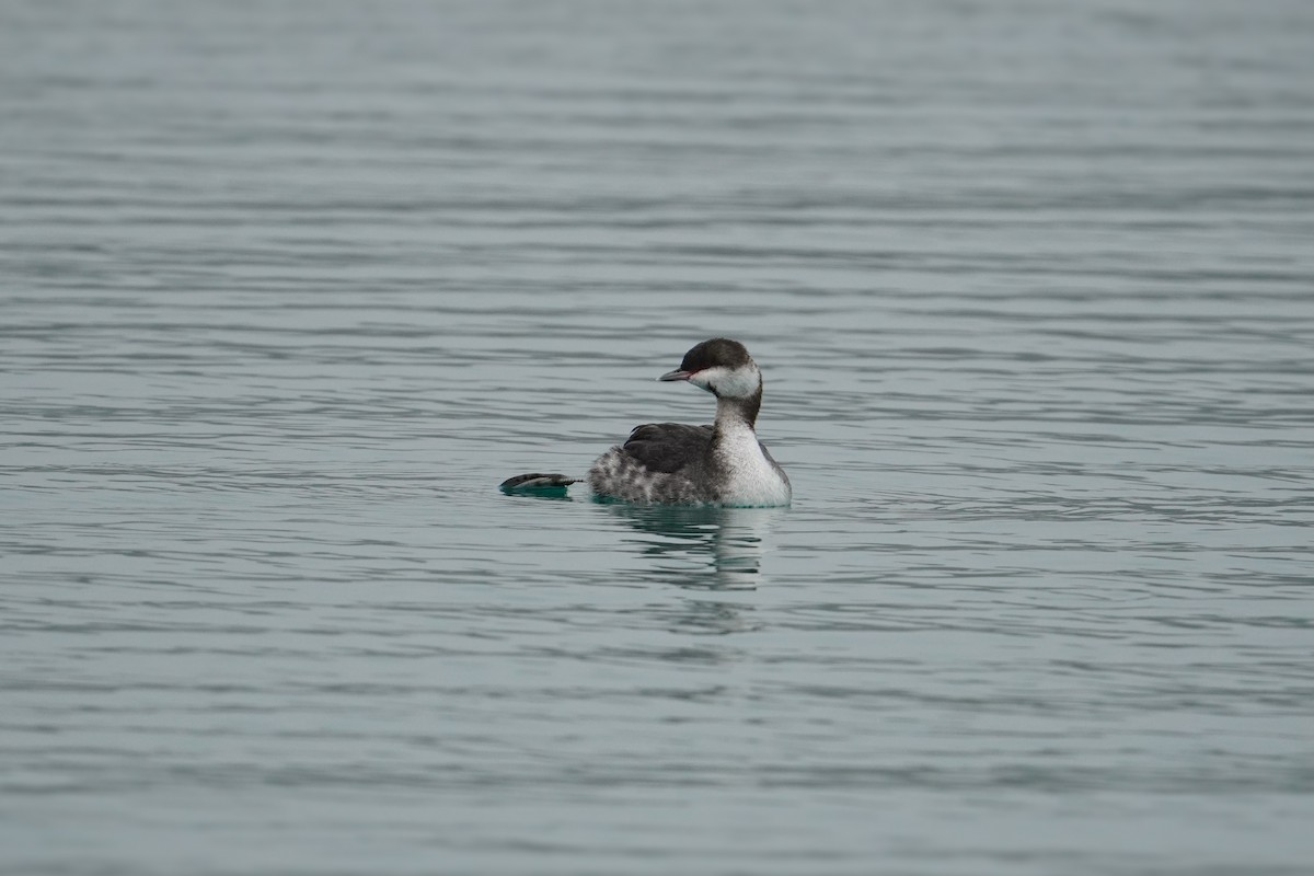 Horned Grebe - ML647573619