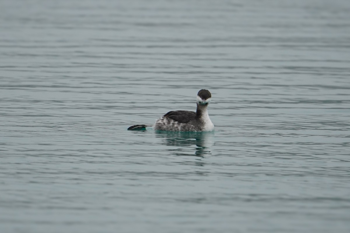 Horned Grebe - ML647573621
