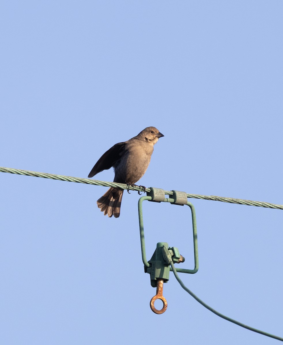 brunhodetrupial - ML647573625