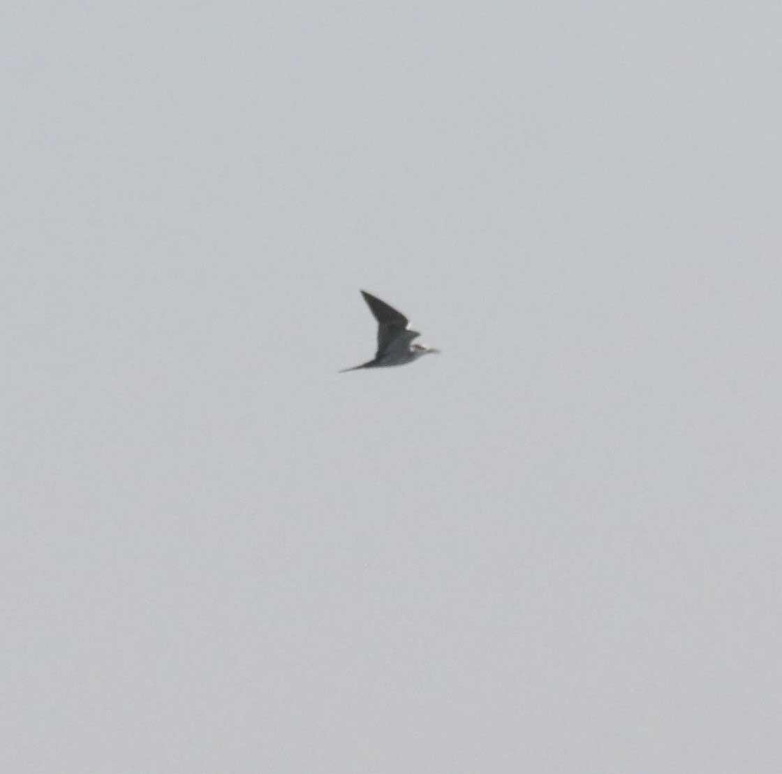 Bridled Tern - ML647573627