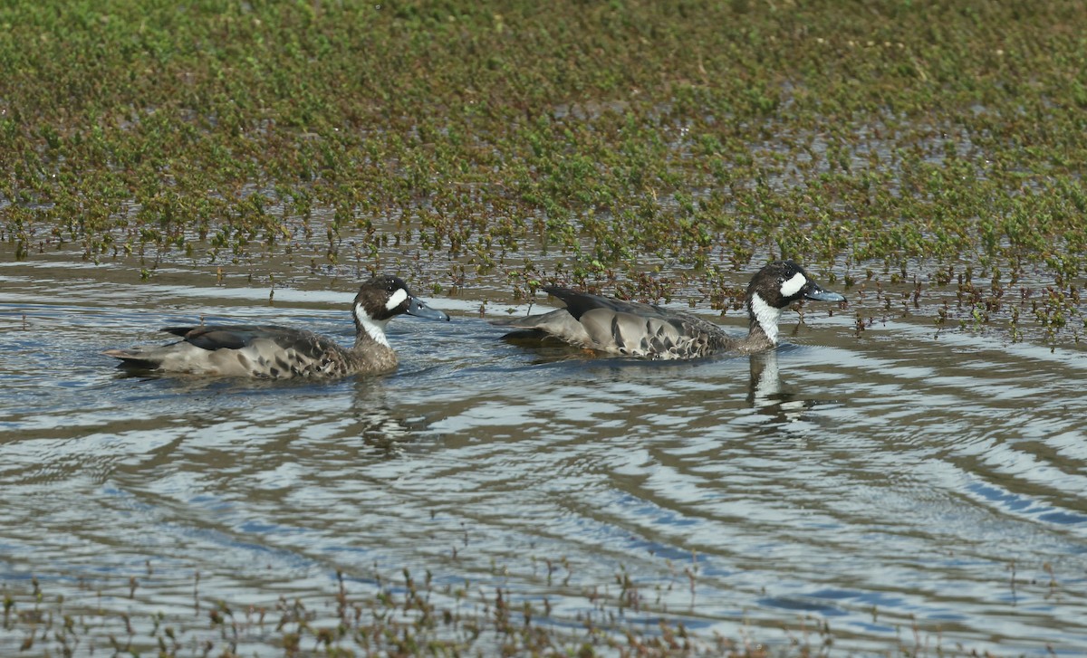 kachna bronzovokřídlá - ML647573641