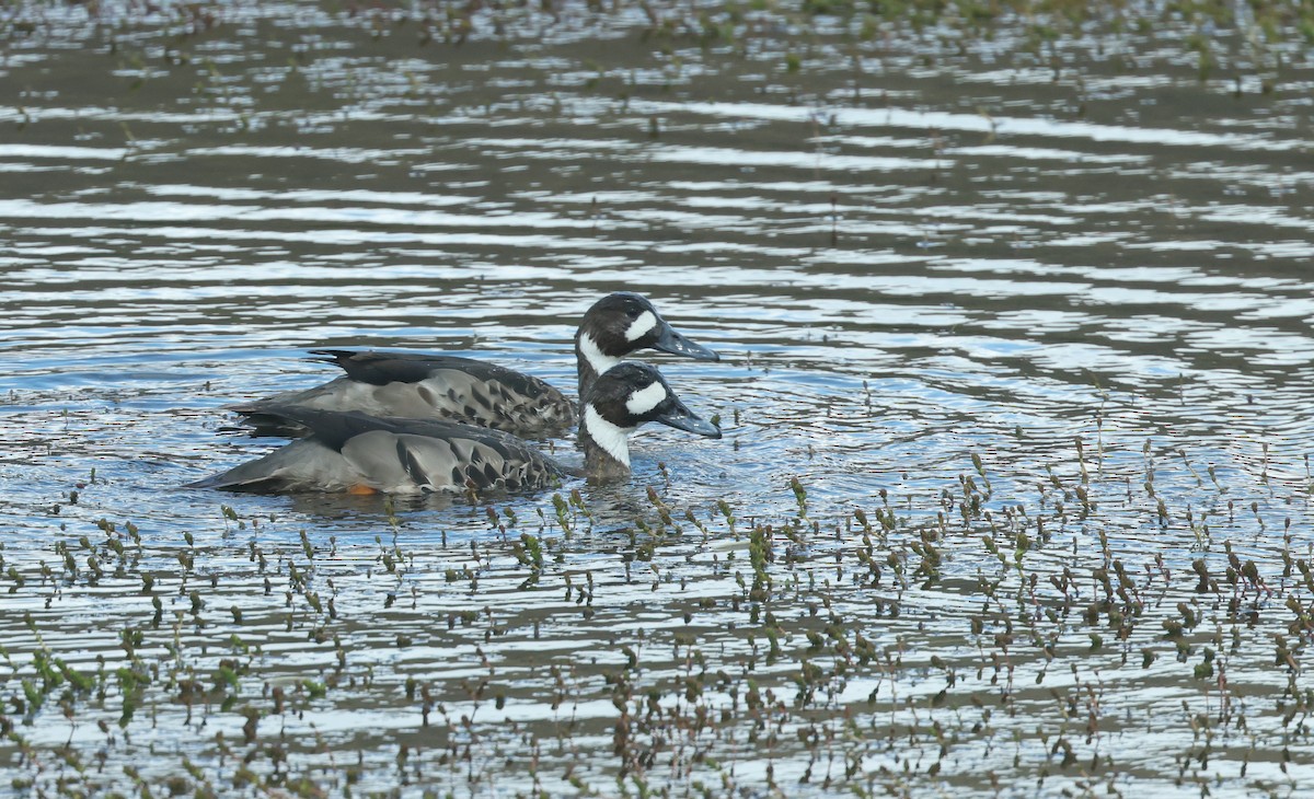 kachna bronzovokřídlá - ML647573642