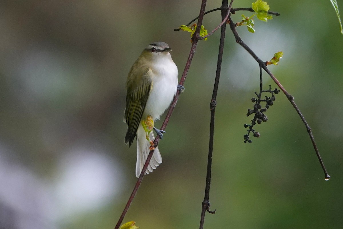 Красноглазый виреон - ML647573710