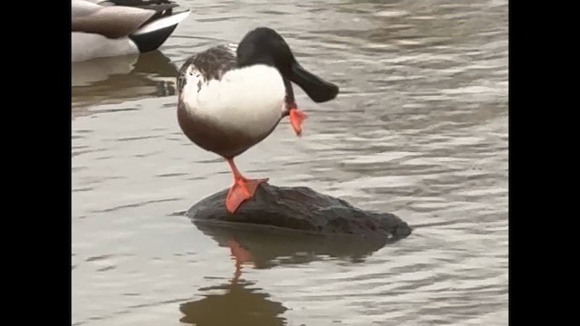 Cuchara Común - ML647573720