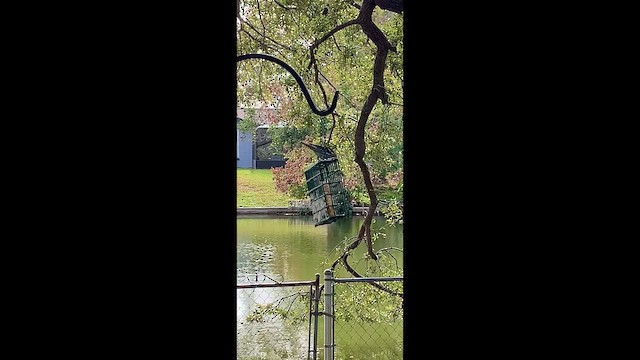 Reinita Trepadora - ML647573746