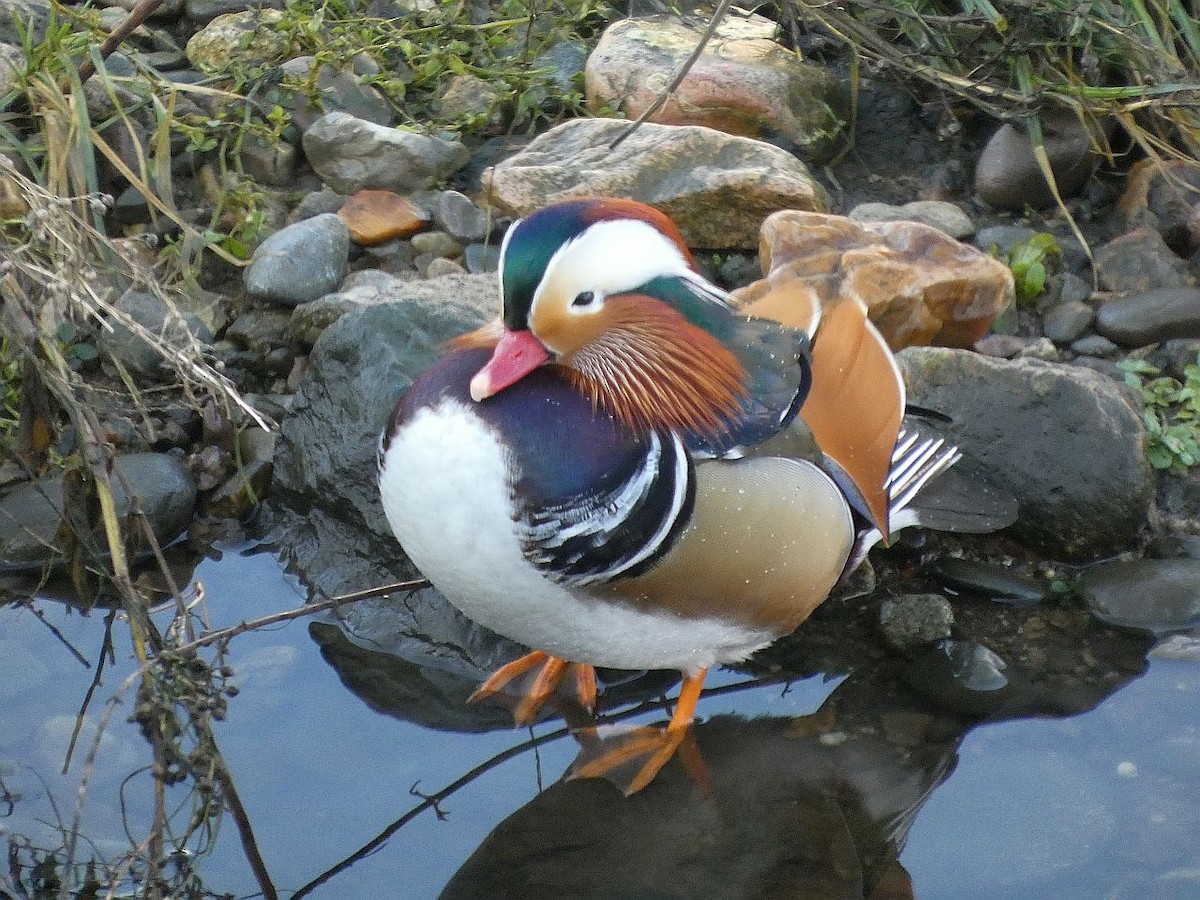 Mandarin-ahatea - ML647573779