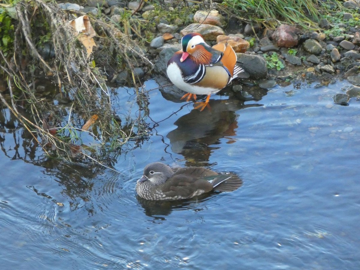 Mandarin-ahatea - ML647573780