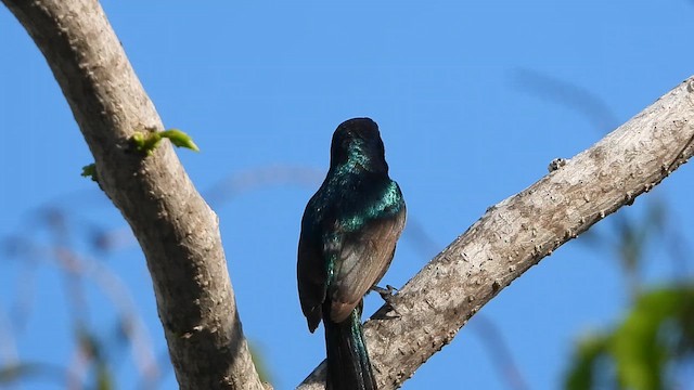 Suimanga Palestino - ML647573785