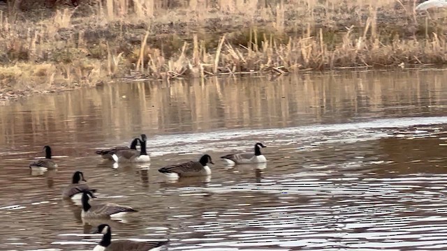 Barnacla Canadiense Grande - ML647573789