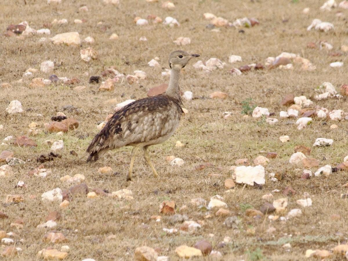 Karoo Bustard - ML647573814
