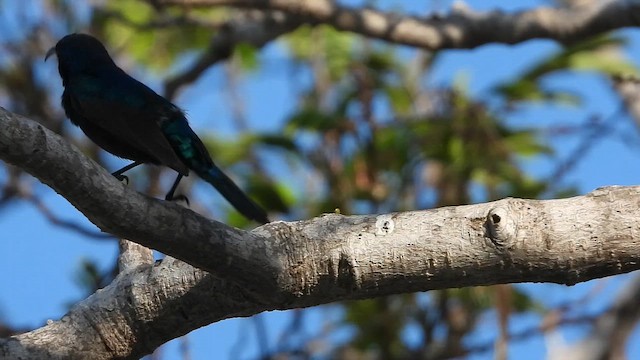 Suimanga Palestino - ML647573817