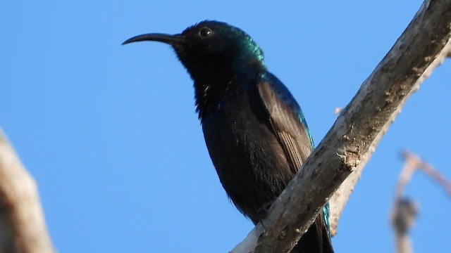 Suimanga Palestino - ML647573823