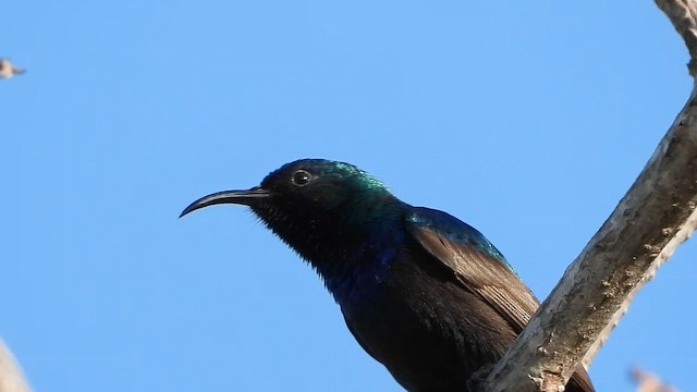 Suimanga Palestino - ML647573826