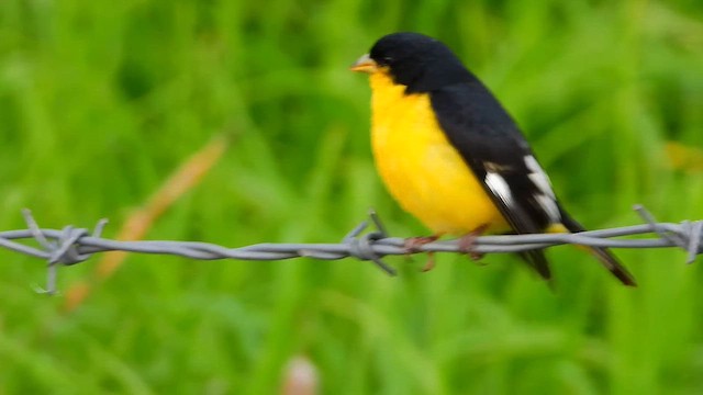 Jilguero Menor - ML647573833