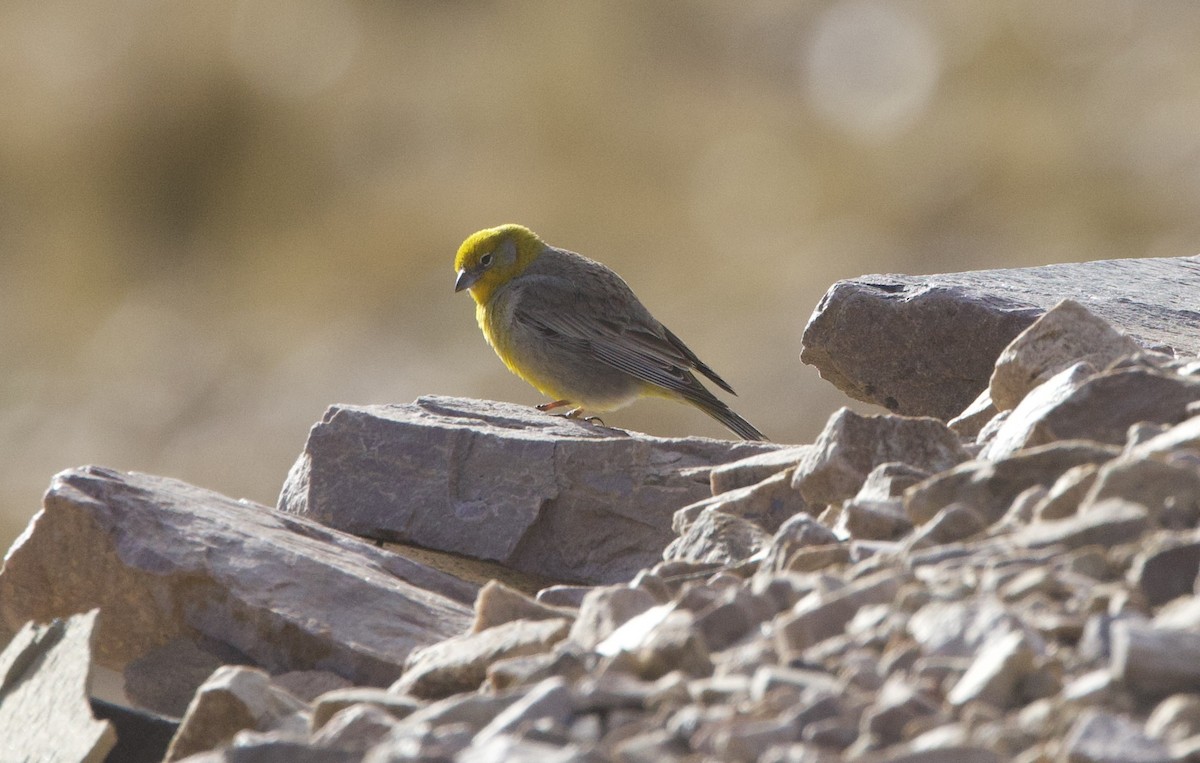 キゴシキンノジコ - ML647573838