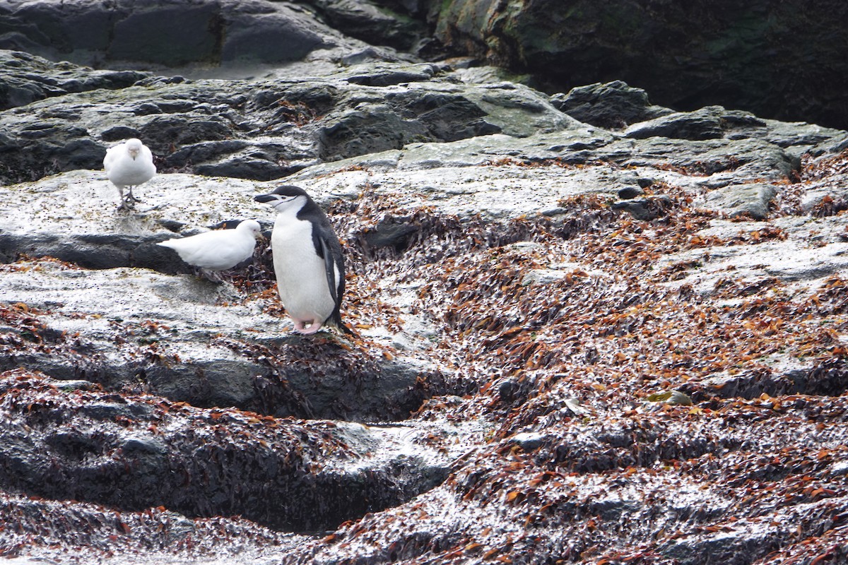 Snowy Sheathbill - ML647573858