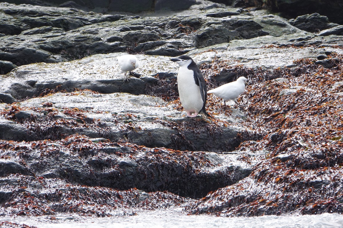 Snowy Sheathbill - ML647573861