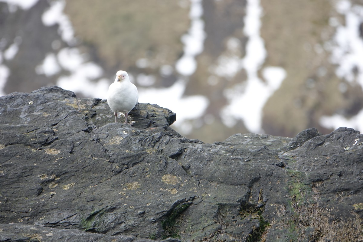 Snowy Sheathbill - ML647573868