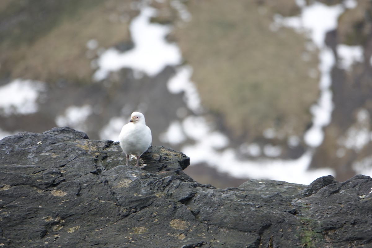 Snowy Sheathbill - ML647573869