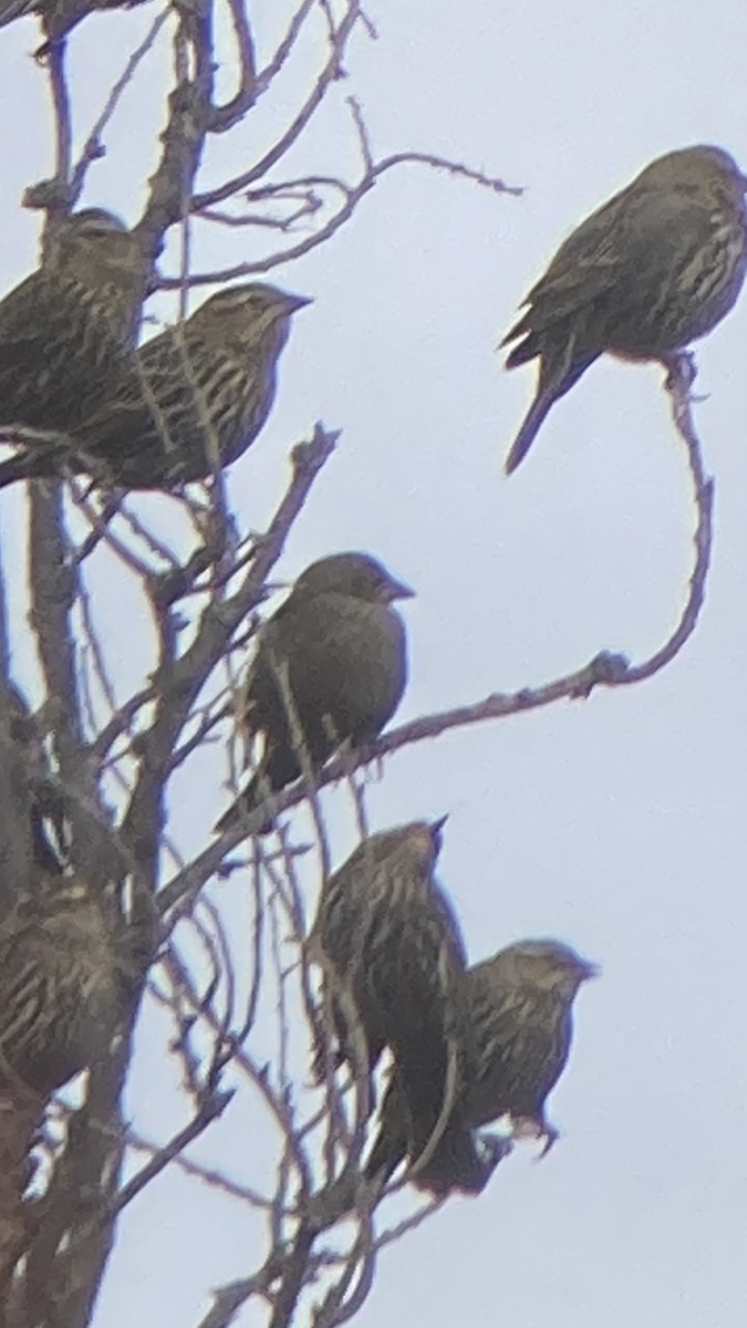 brunhodetrupial - ML647573876