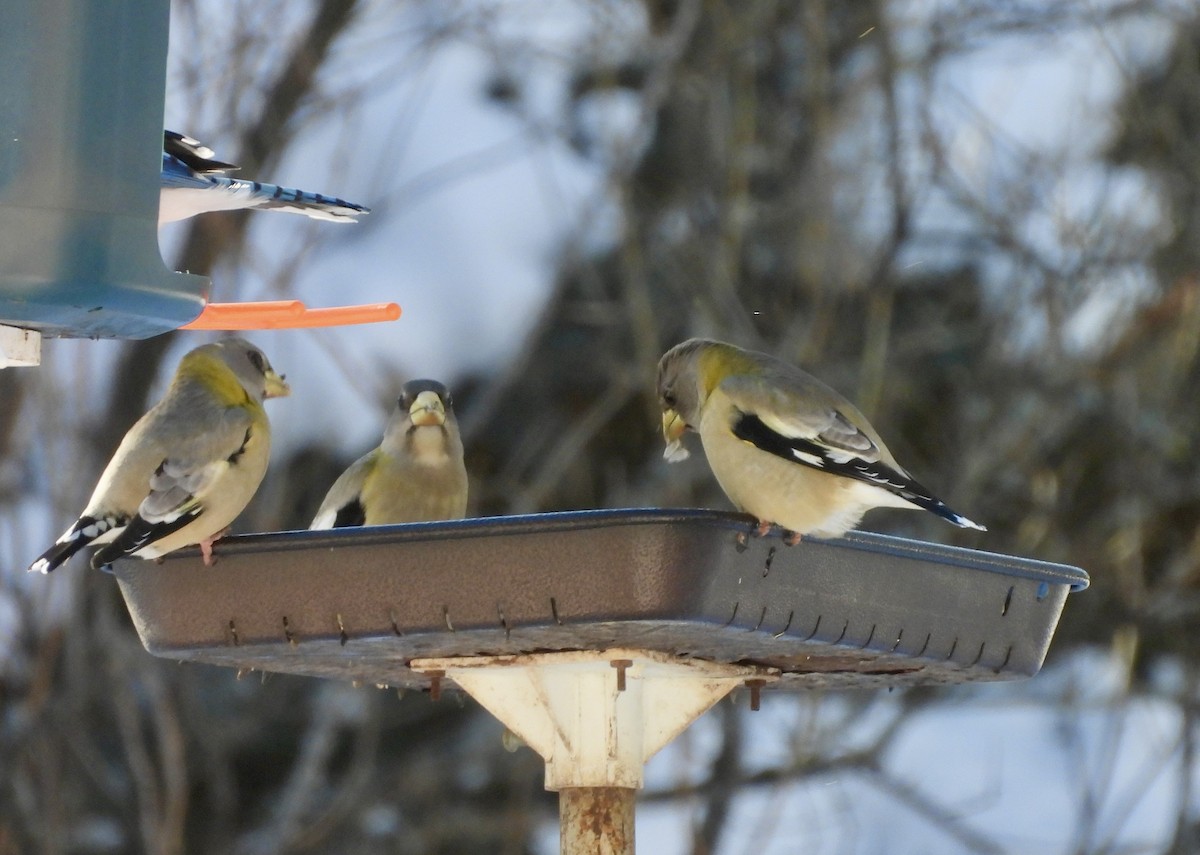Picogordo Vespertino - ML647573893