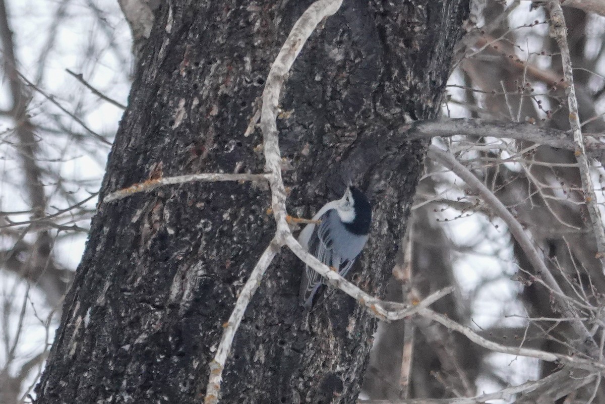 Sittelle à poitrine blanche - ML647573898